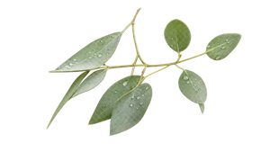Eukalyptus